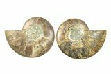 Cut & Polished, Agatized Ammonite Fossil - Madagascar #270292-1